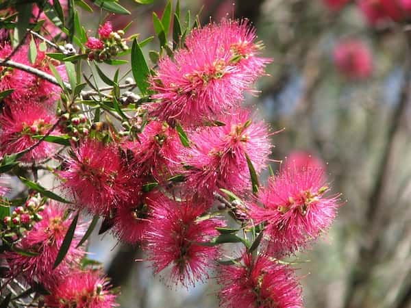 Callistemon 'Eureka' photo