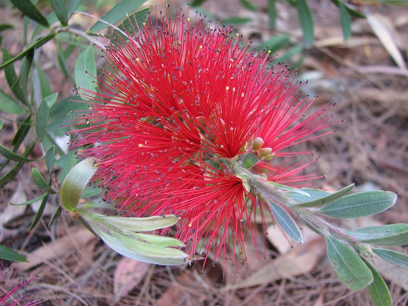 Callistemon citrinus 'Firebrand' photo