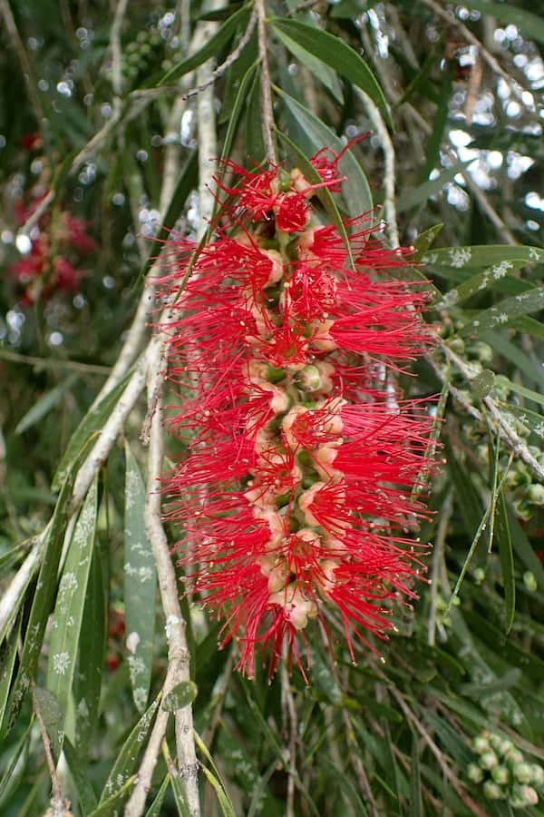 Callistemon viminalis 'Hannah Ray' photo