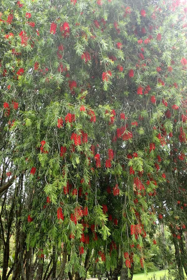 Callistemon viminalis 'Hannah Ray' photo