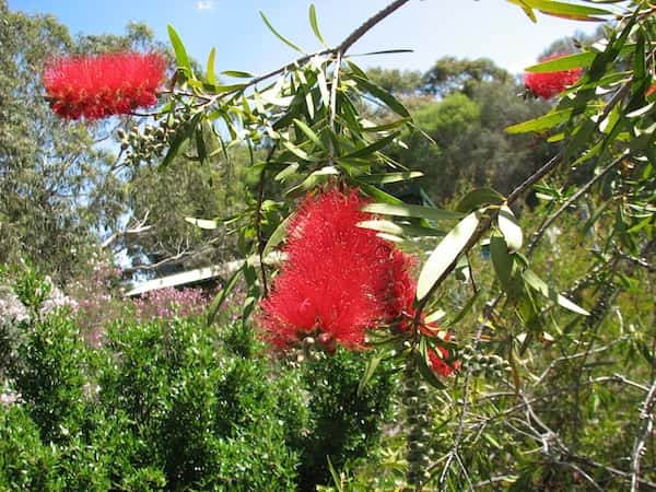 Callistemon 'Harkness' photo