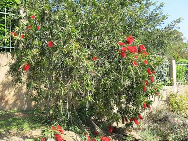 Callistemon 'Harkness' photo