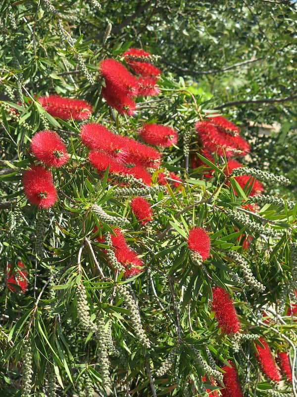 Callistemon 'Harkness' photo