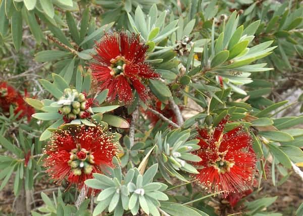 Callistemon 'Little John' photo