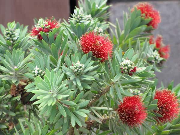 Callistemon 'Little John' photo