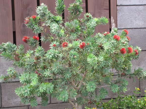 Callistemon 'Little John' photo