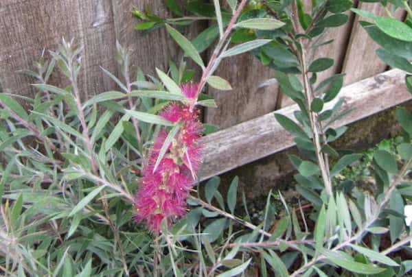 Callistemon 'Mauve Mist' photo