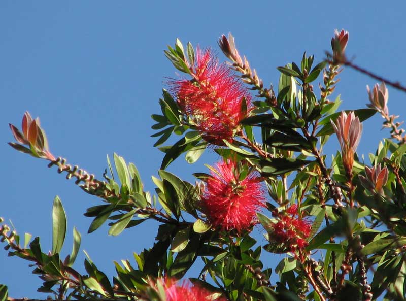 Callistemon citrinus 'Splendens' photo