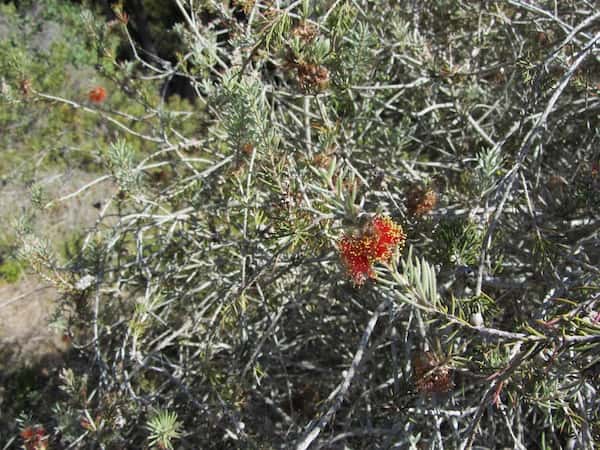 Callistemon brachyandrus photo