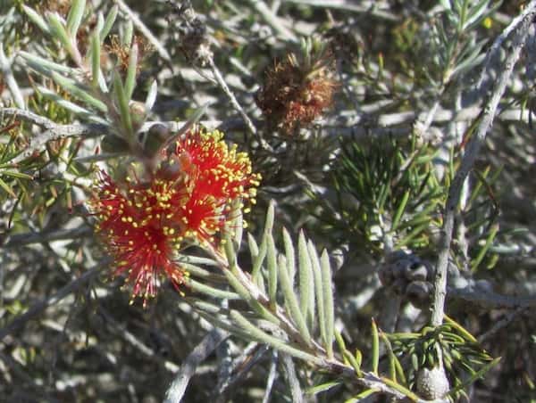 Callistemon brachyandrus photo