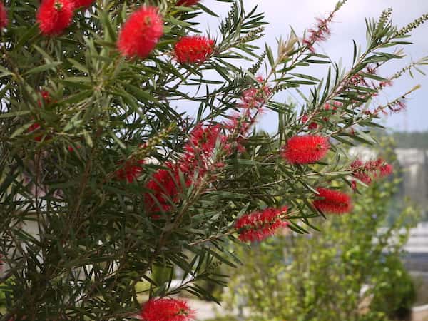 Callistemon citrinus photo