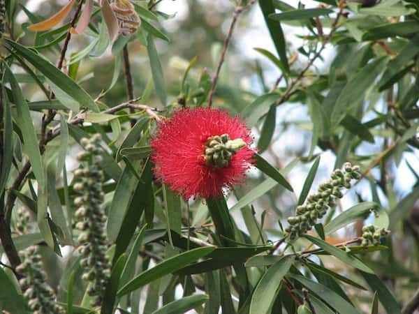 Callistemon glaucus photo