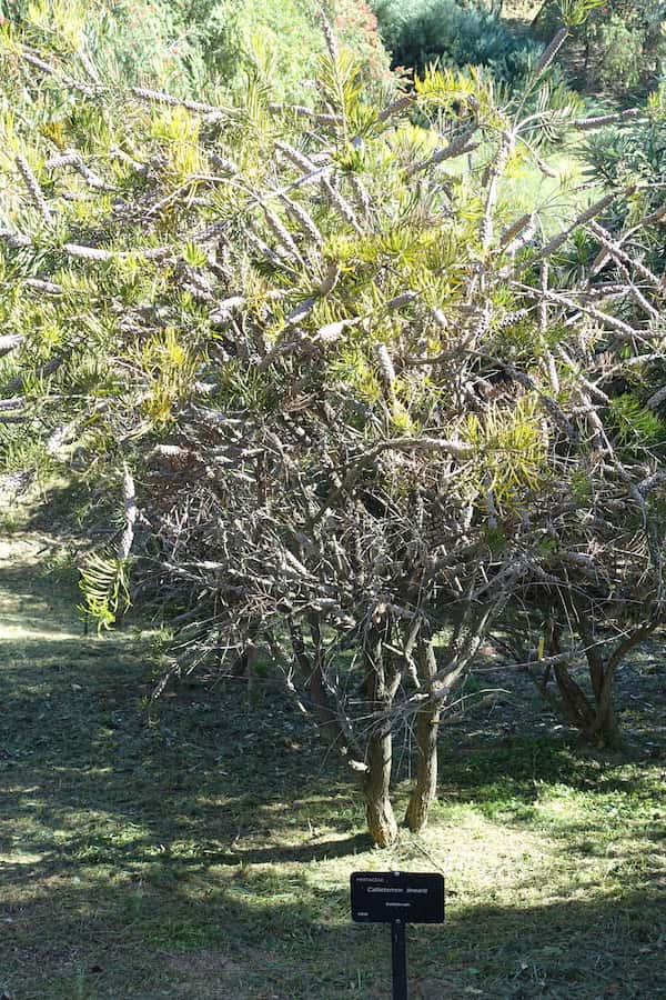 Callistemon linearis photo