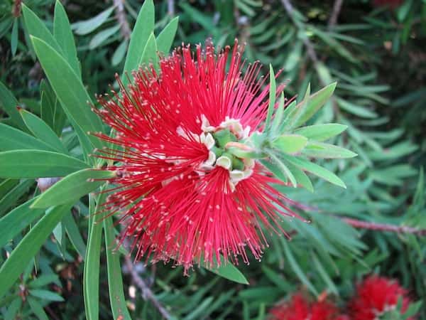 Callistemon montanus photo