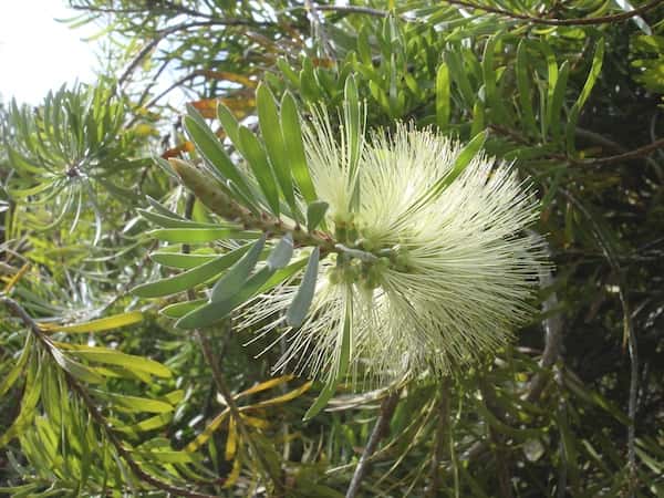 Callistemon pachyphyllus photo