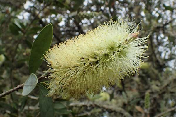 Callistemon pallidus photo