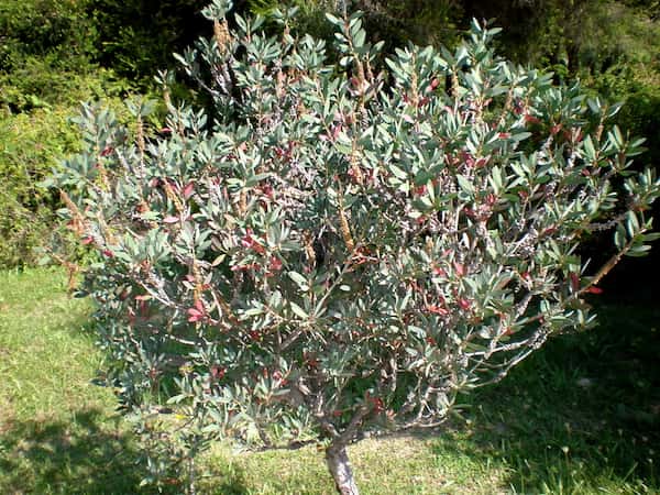 Callistemon pallidus photo