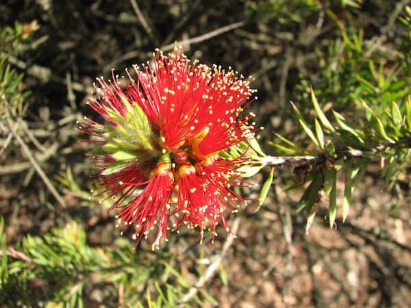 Callistemon pearsonii photo