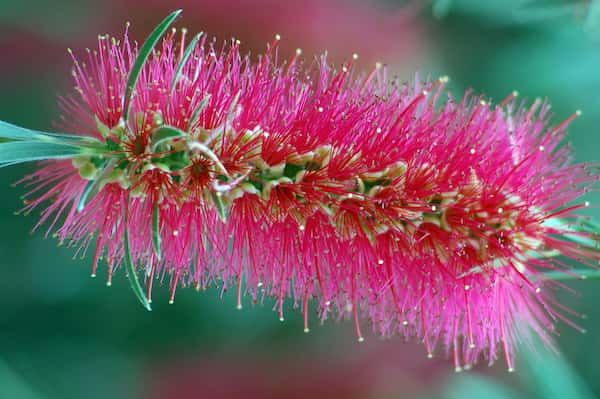 Callistemon phoeniceus photo