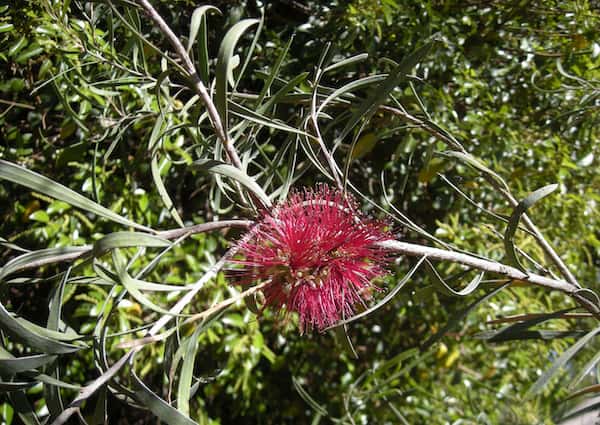 Callistemon phoeniceus photo