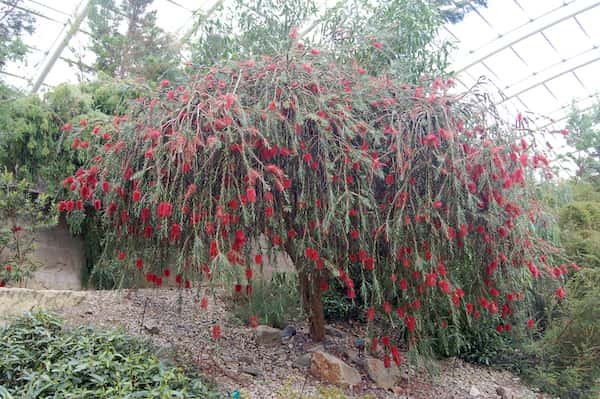 Callistemon phoeniceus photo