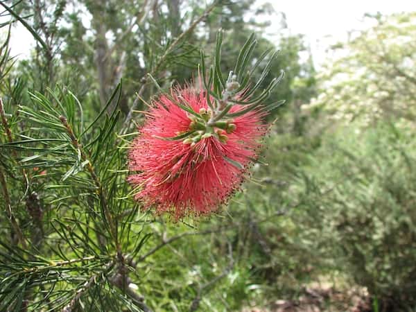 Callistemon pinifolius photo