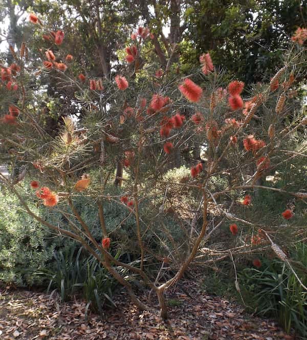 Callistemon pinifolius photo