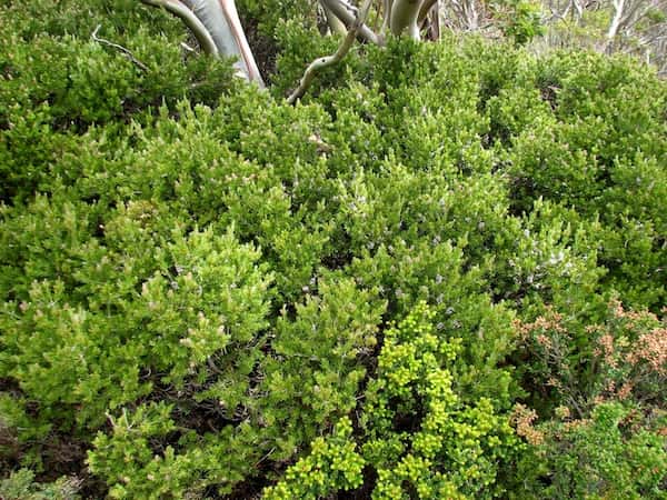 Callistemon pityoides photo