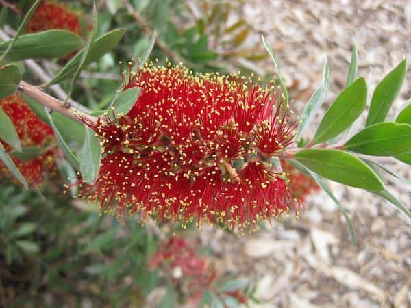 Callistemon polandii photo