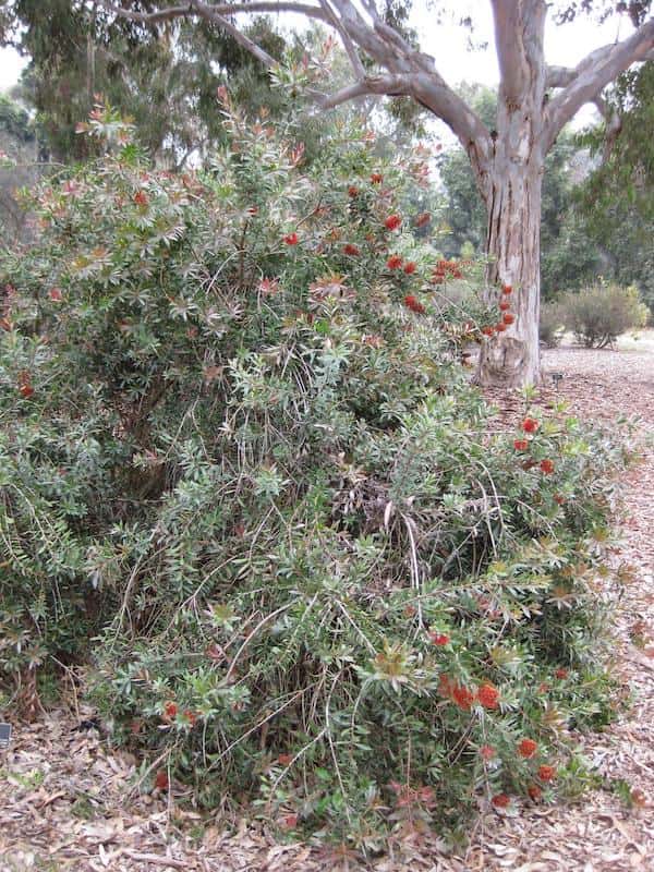 Callistemon polandii photo