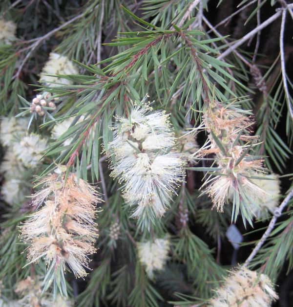 Callistemon salignus photo