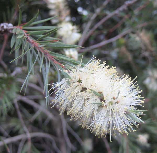 Callistemon salignus photo