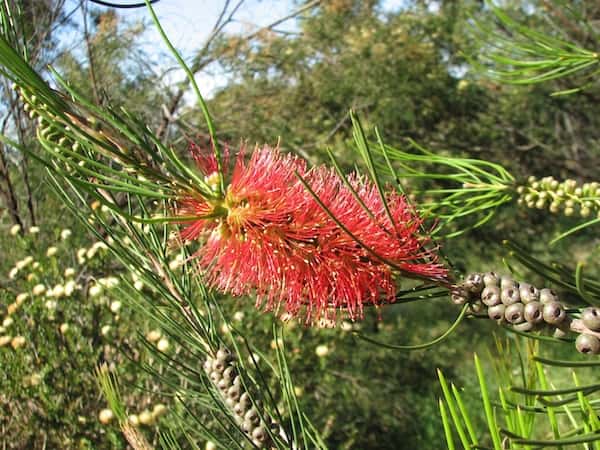 Callistemon teretifolius photo