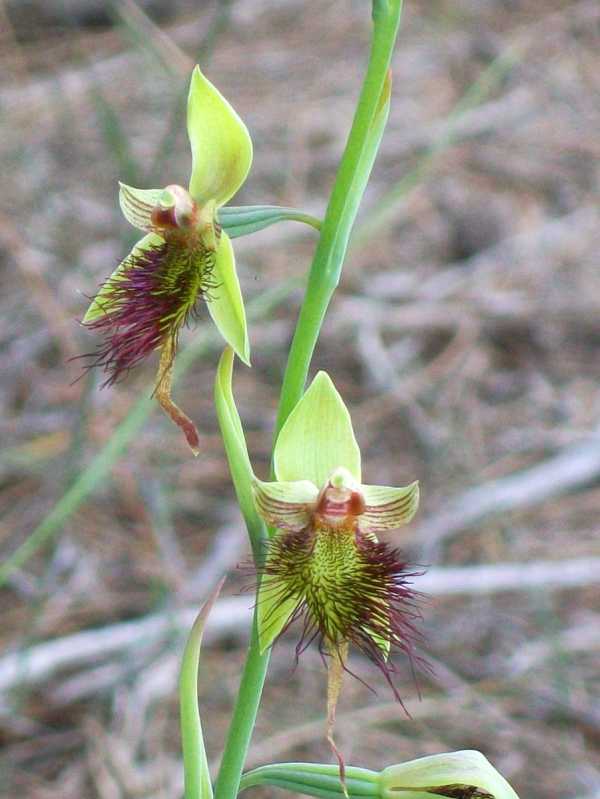 Calochilus paludosus photo