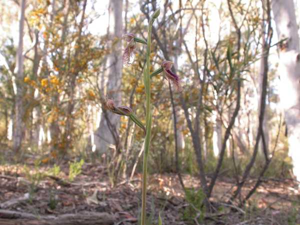 Calochilus platychilus photo