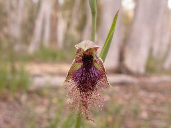 Calochilus platychilus photo