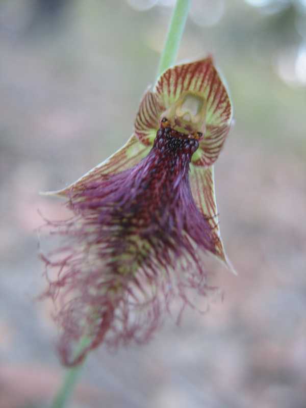 Calochilus robertsonii photo