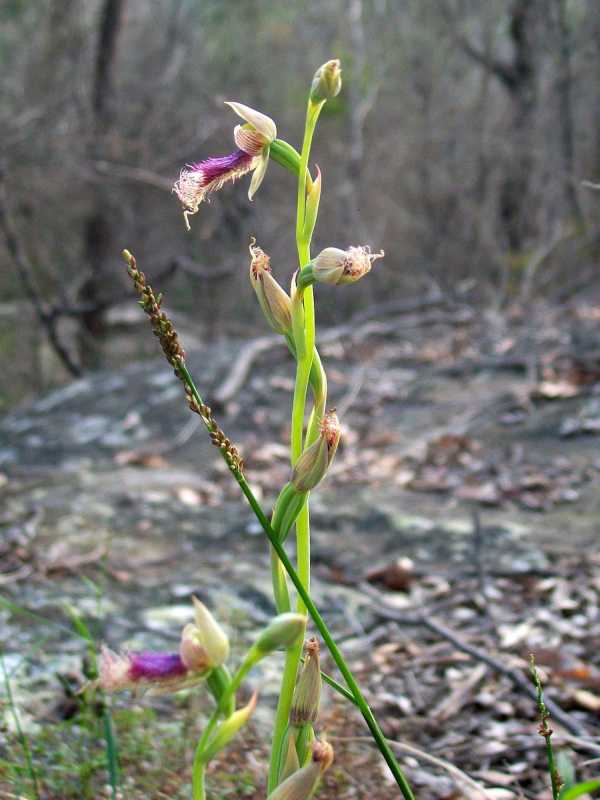 Calochilus robertsonii photo