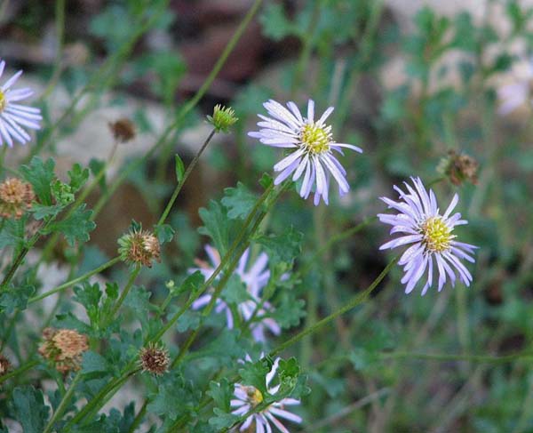 Calotis cuneifolia photo