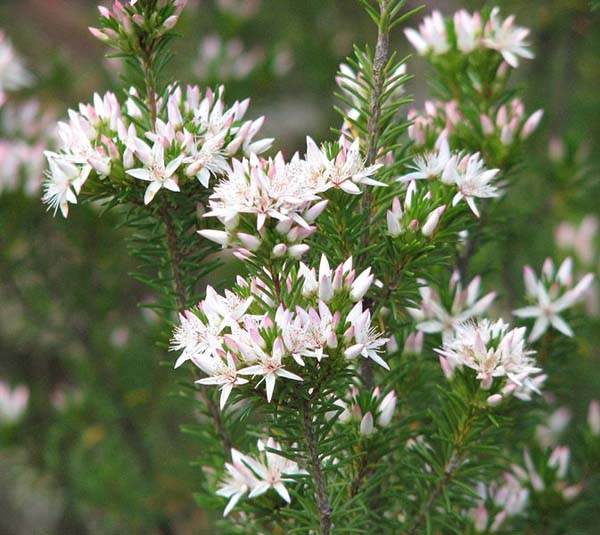 Calytrix sullivanii photo