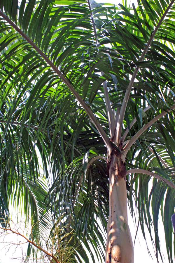 Carpentaria acuminata photo