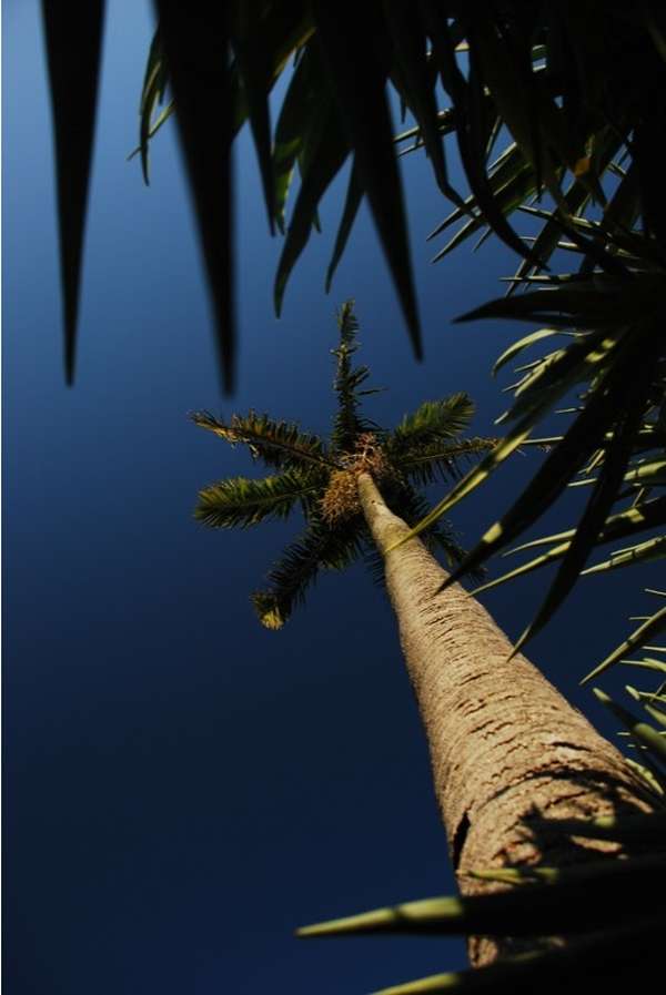 Carpentaria acuminata photo