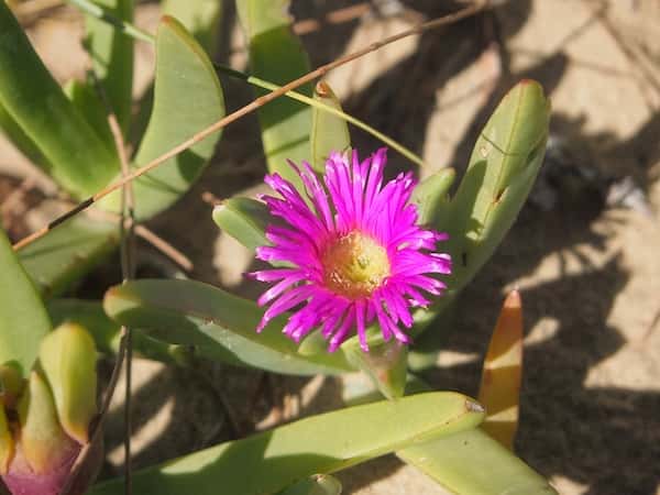 Carpobrotus glaucescens photo