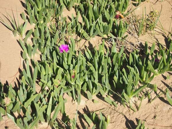 Carpobrotus glaucescens photo