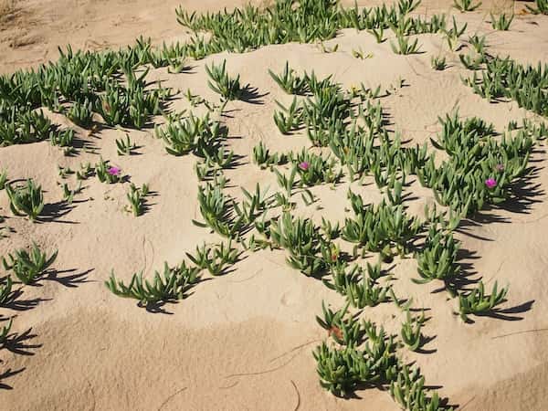 Carpobrotus glaucescens photo