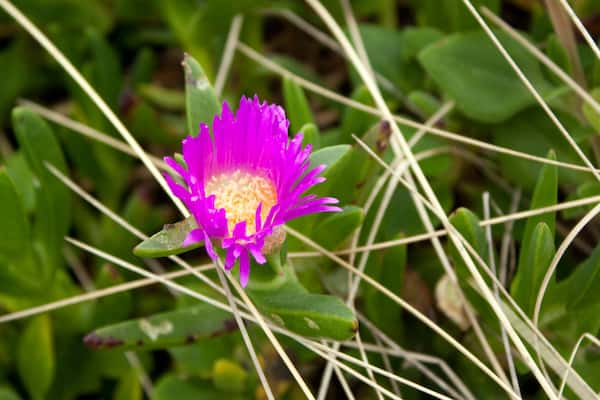 Carpobrotus rossii photo