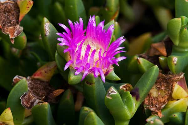 Carpobrotus rossii photo