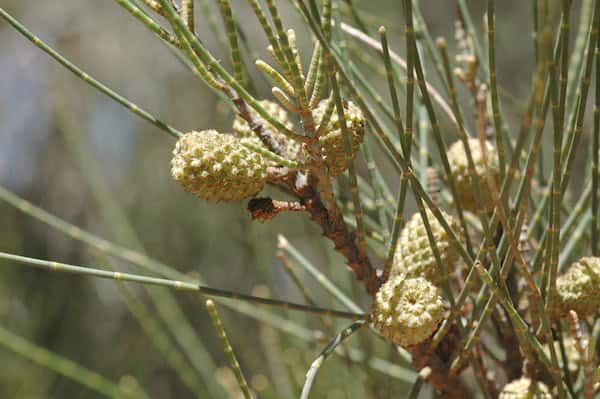 Casuarina obesa photo