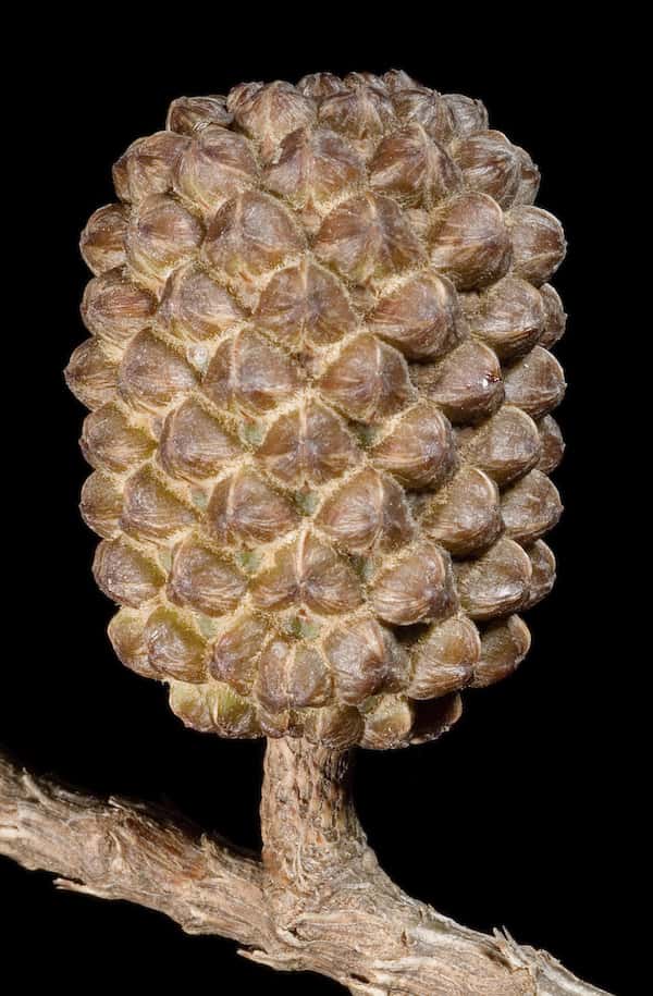 Casuarina obesa photo