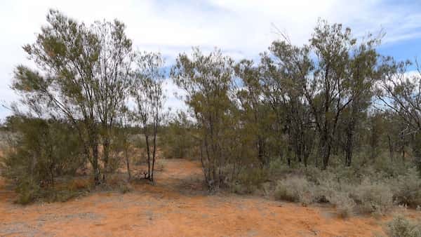 Casuarina pauper photo